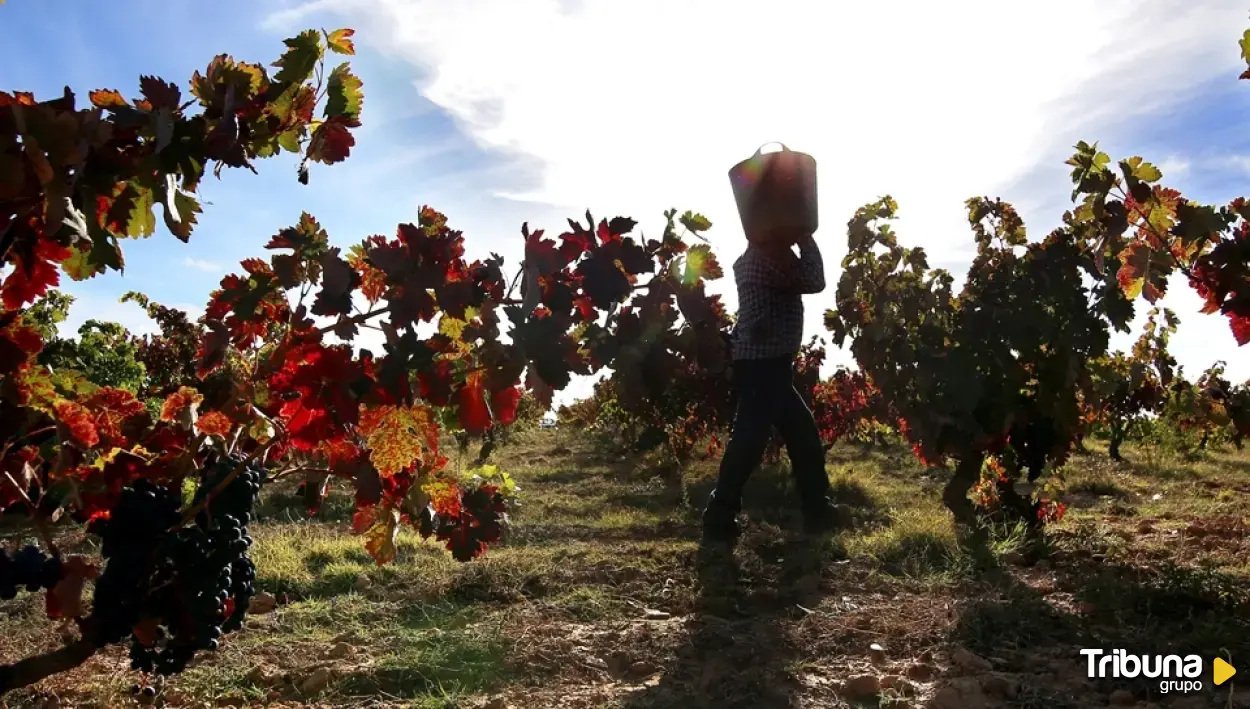 La Ruta del Vino de Cigales, un viaje entre viñedos, historia y sabor